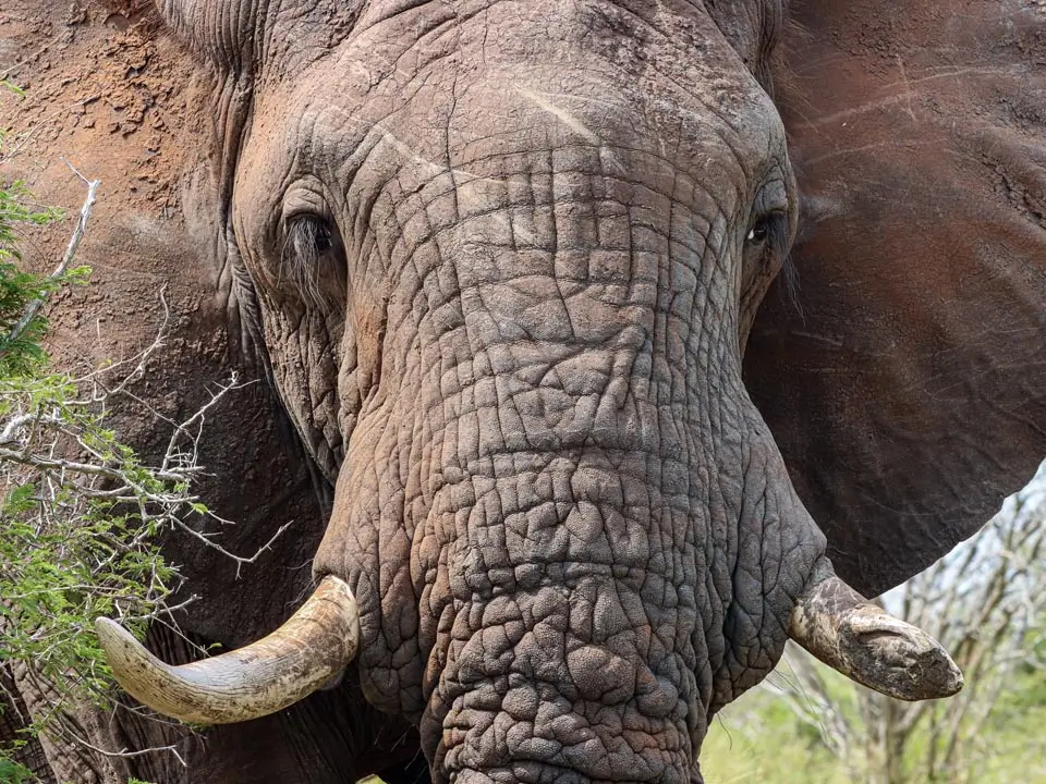 Kruger National Park game drives