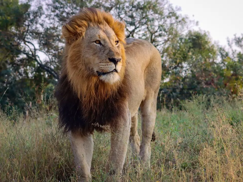 Kruger National Park game drives