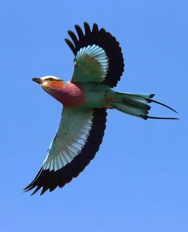 Birding at Kruger Park Game Drives