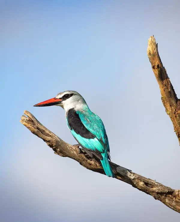 Kingfisher at Kruger Park Game Drives