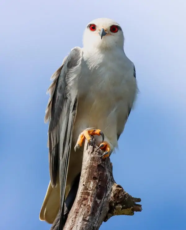 Birding at Kruger Park Game Drives