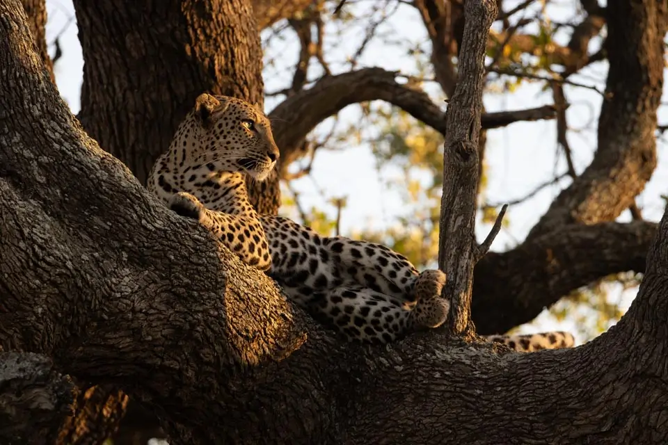 Overnight Safaris at Kruger Park Game Drives