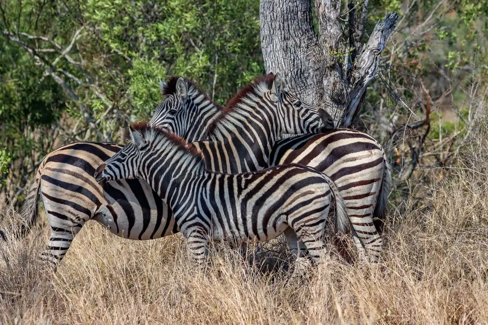 Zebras at Kruger Park Game Drives