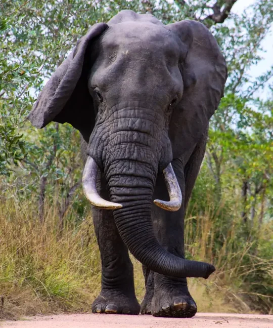 Welcome to Kruger Park Game Drives, your gateway to the ultimate African safari adventure!